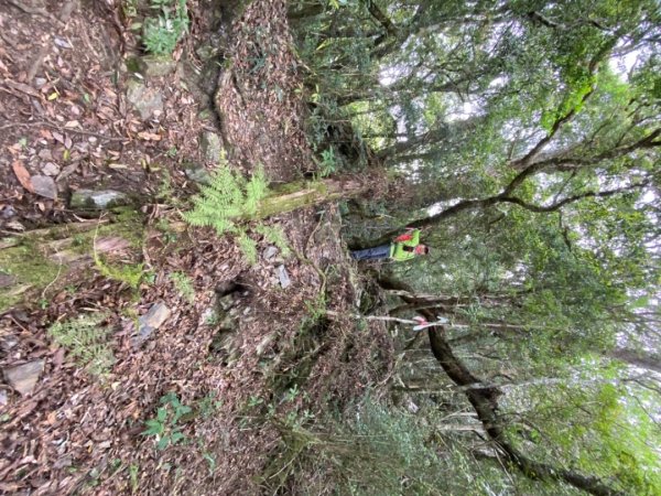 芝生毛台山、虎禮山連走1368978