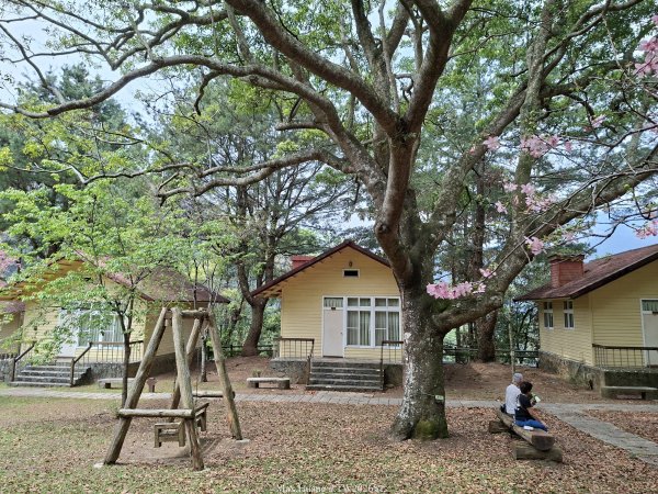 《南投》松濤徐徐｜惠蓀林場關刀山林道上巨松台環山嵐小徑202603213021360