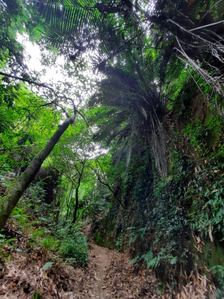 《彰化》桃源里森林步道、龍鳳谷森林步道1047501