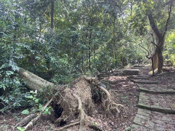 [皮皮獅Hike客任務-09/10] 2024_0831 南埔村觀音步道+挑水壢古道2586321