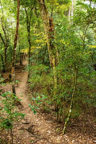 稍來山楓葉林2960902