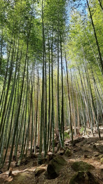 《南投》竹林台灣杉｜溪頭山竹崙山志騰山O繞202302182035815