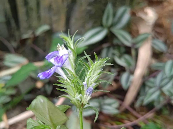 華山4-2號步道上雲嘉連峰2579308