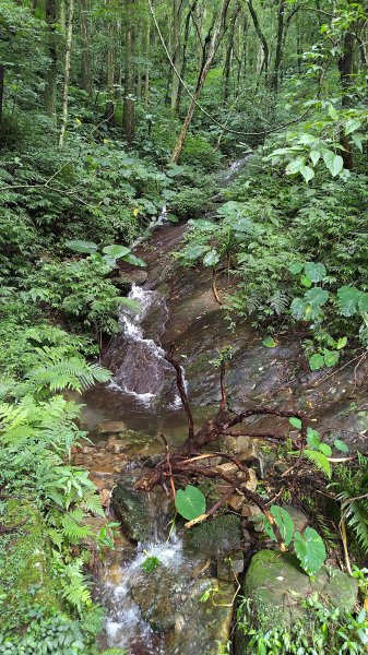 東眼山3107286