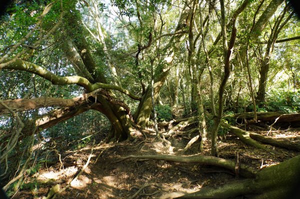 苗栗 卓蘭 大克山2967902