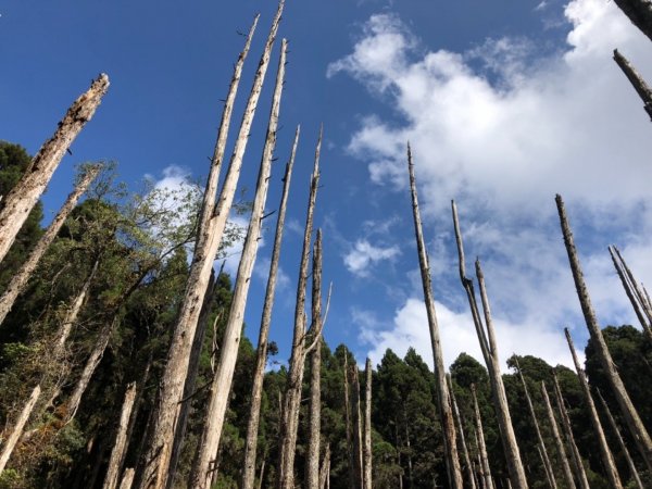 2018.11.14 忘憂森林463619