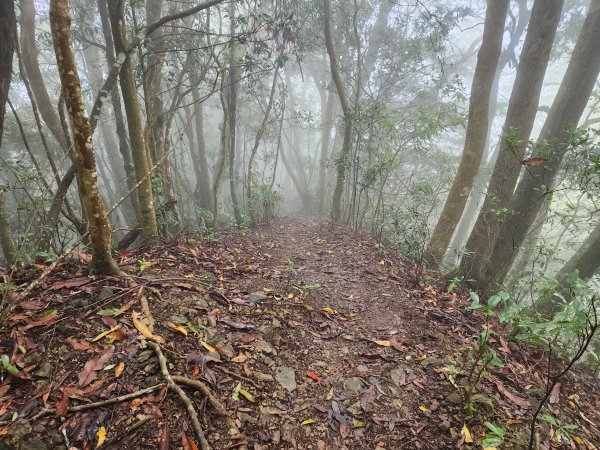 20230409那羅山、煤源山、大混山、道下山O型2141983