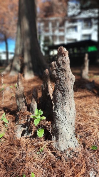 《台中》落雨松季｜石岡挑物古道O繞下情人木橋202501122687597