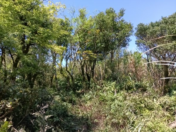 雙溪區坪溪古道-蛇仔崙-鶯子嶺-太和山-蛇子頭觀景台-梗枋越嶺古道鞍部-坪溪古道O型3029759