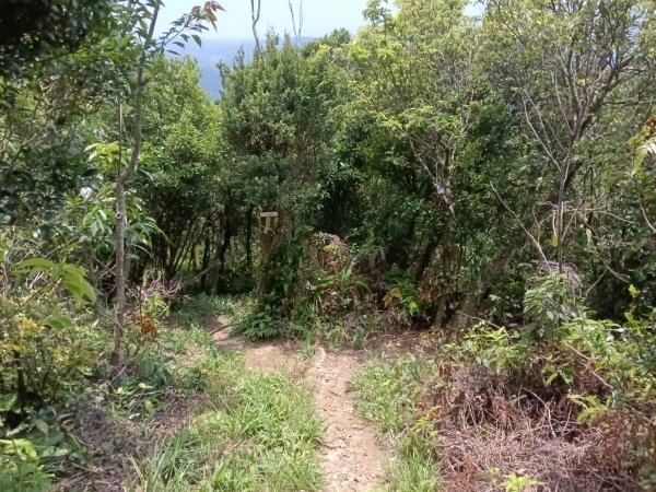 內湖區大丘田保甲路+開眼山+白石湖山+白石湖山東峰+大邱田山+消防山O型2858947