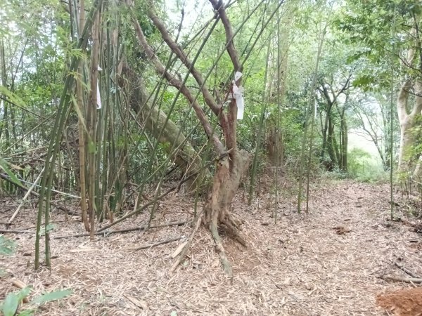 竹東鎮柯子湖山福隆步道稜線路+腰繞路P字走3013375