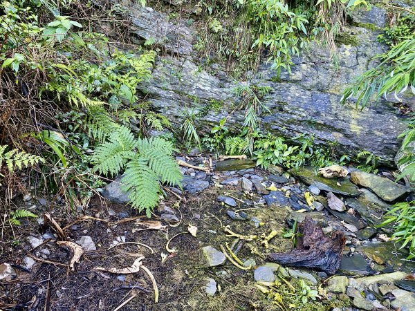 小鬼湖林道登亞泥笛山    2022/2/251622555