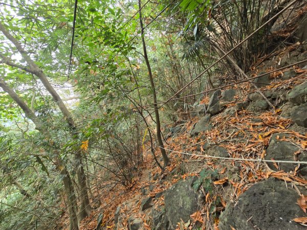 2026-02-01 靈山古道2991722