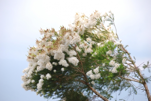  【春夏之際】~合歡山主峰捻花惹草19208