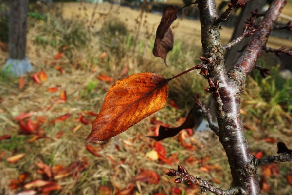 深秋。楓紅1190465