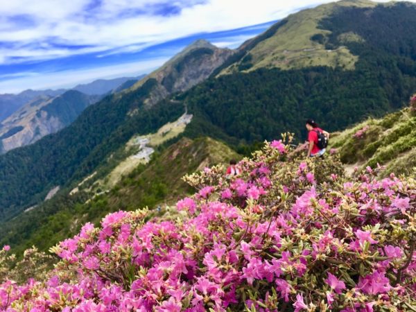 1070526合歡北峰杜鵑花343354