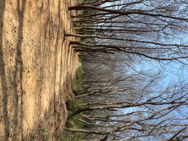 苗栗頭份-老崎古道2628331