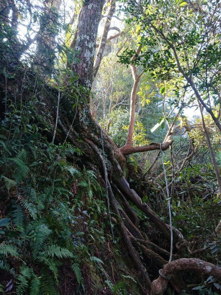 水田林道上貴妃山-鞍部石猴-那結山O型走1307505