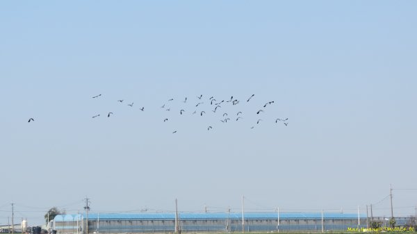 《雲林》越冬賞鳥｜元長小辮鴴及椬梧滯洪池週邊202401262410739