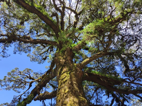 [玉山尋寶任務-09/12] 2025_0928 麟趾山步道2899881