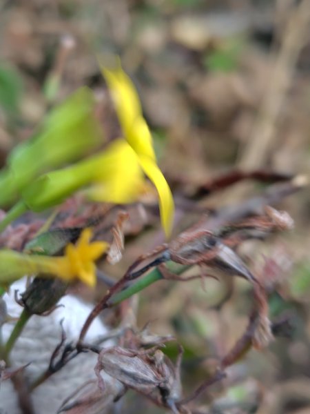 恆春大縱走連走白沙彌山出呆風草原2991471