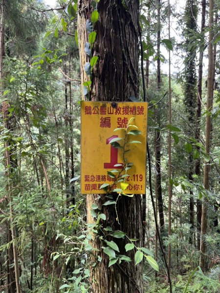 東河線上鵝公髻山，至鳥嘴山後下大窩山部落 2024.8.182577484