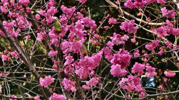 #河津櫻 #八重櫻 #山櫻花 #黃尾鴝 #綠繡眼 #夕陽 2/122997680