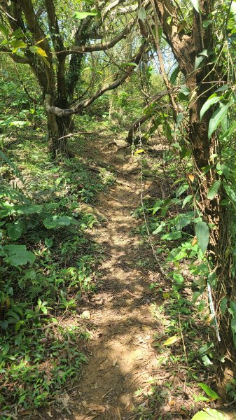 2025-0204 鶯歌_大凍山_三角埔頂山_迴龍2707879