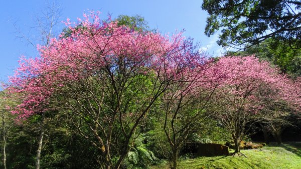 春天的顏色1279657