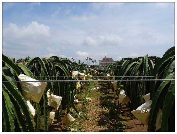 彰化/橫山觀日步道636161