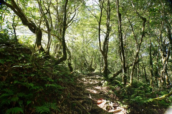 新竹 尖石 內鳥嘴山2899171