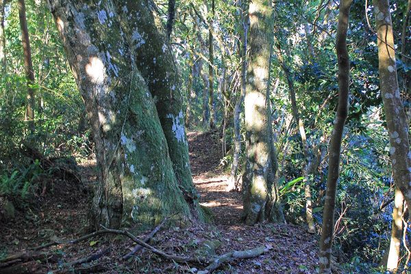 復興枕頭山古砲台步道O型279178