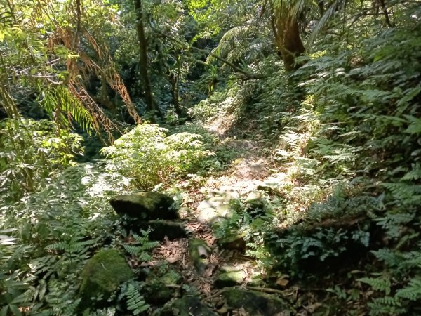 坪林區楣子寮尖+土地公遺址+火燒寮古道+枋山坑古道+枋山坑崙O型2985692