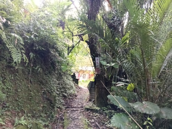 平溪區善覺寺步道+畝畝山北稜線+畝畝山+石硿子瀑布+灰窯瀑布O型2940012