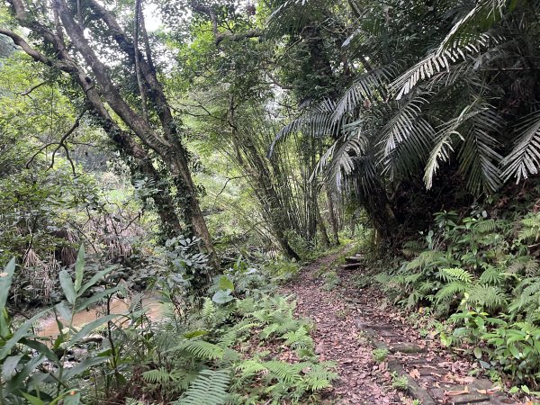 [皮皮獅探險隊-06/10] 2025_0706 四寮溪生態步道2831976