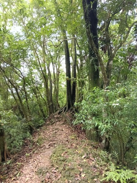 平溪區三功大厝+番子坑山+千階嶺步道O型2781159