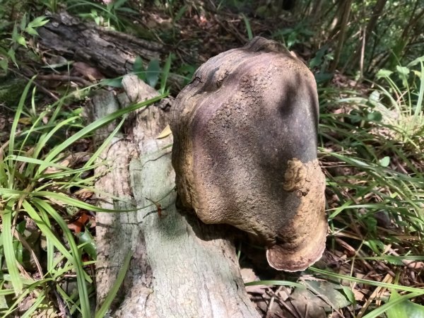 平溪區平溪子山遇雷雨O型2850123