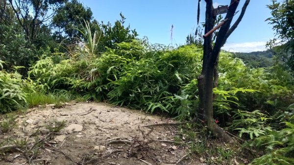 基隆市石象山-石獅山Y字走3116679