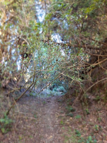 石山+阿毛神木202512112961785