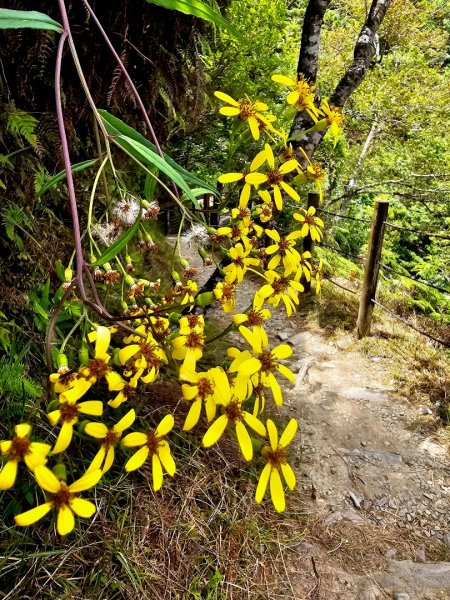翠峰湖環山步道-(宜蘭)臺灣百大必訪步道2827565