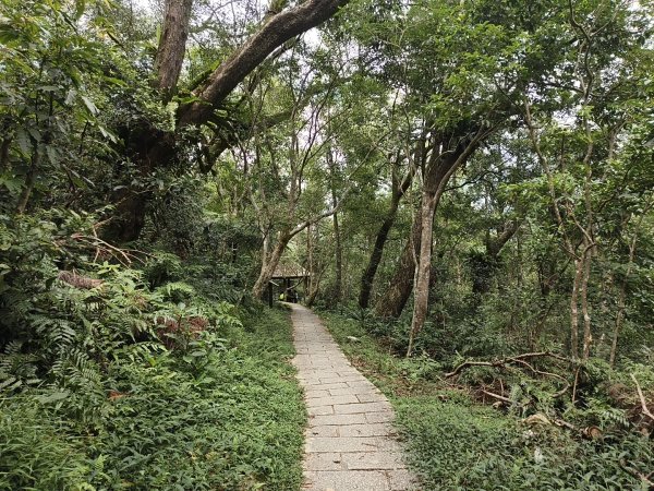 [百山百鳥尋旅-09/15] 2025_0920 滿月圓國家森林遊樂區步道群2893064