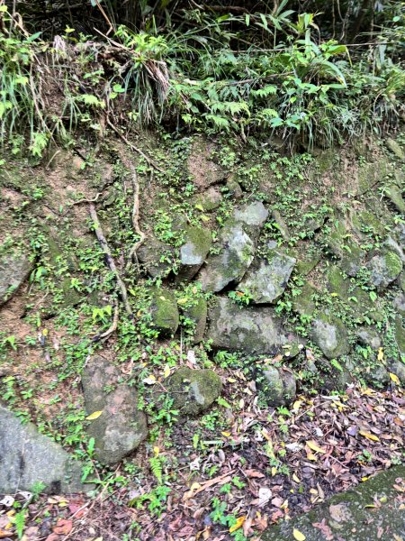 2025 芒草季 草嶺古道2932899