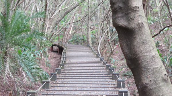 《台中》綠色隧道｜大肚環保公園登山步道O繞202604183038558