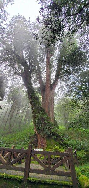 2022-09-10 塔山步道、姊妹潭、巨木群步道、小笠原山觀景台1841026