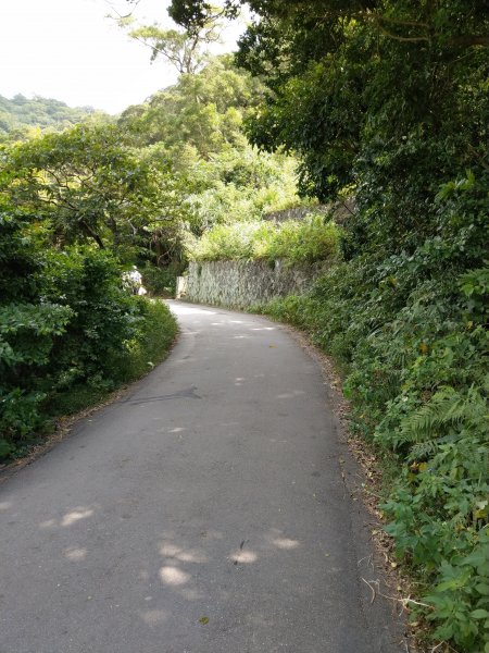 硬漢嶺-觀音山(楓櫃斗湖步道,硬漢嶺步道706498