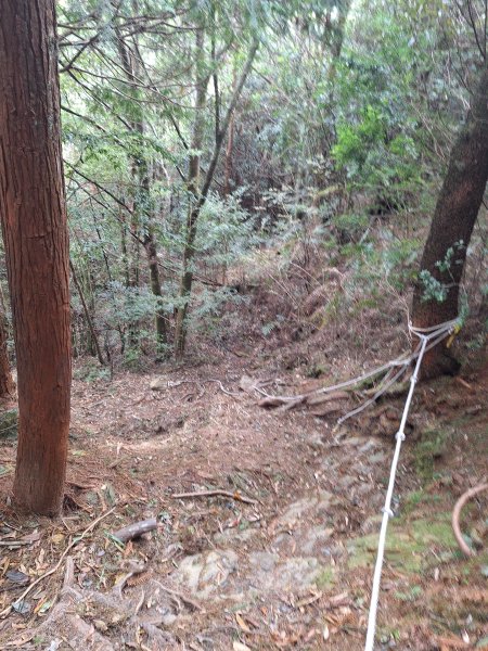 觀霧之榛山O型202411232653951