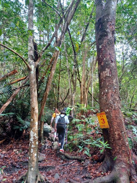 【苗栗泰安】中級山的大霸尖山。 虎山步道2779596