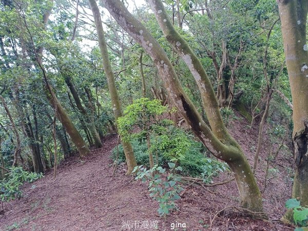 【台中霧峰】低海拔生態林相悠美。 奧山步道、桐林花廊步道、樟樹林步道、北坑溪步道O繞2570484