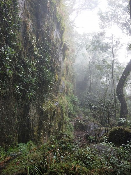 20201025 雲森瀑布，卡保山山毛櫸1145453