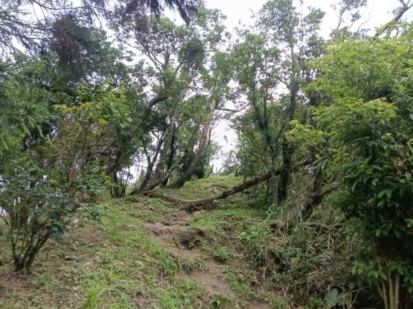 基隆市荖寮坑古道+十分古道(暖東舊道)+頂子寮山(嶺頭土地公)P字走2821565